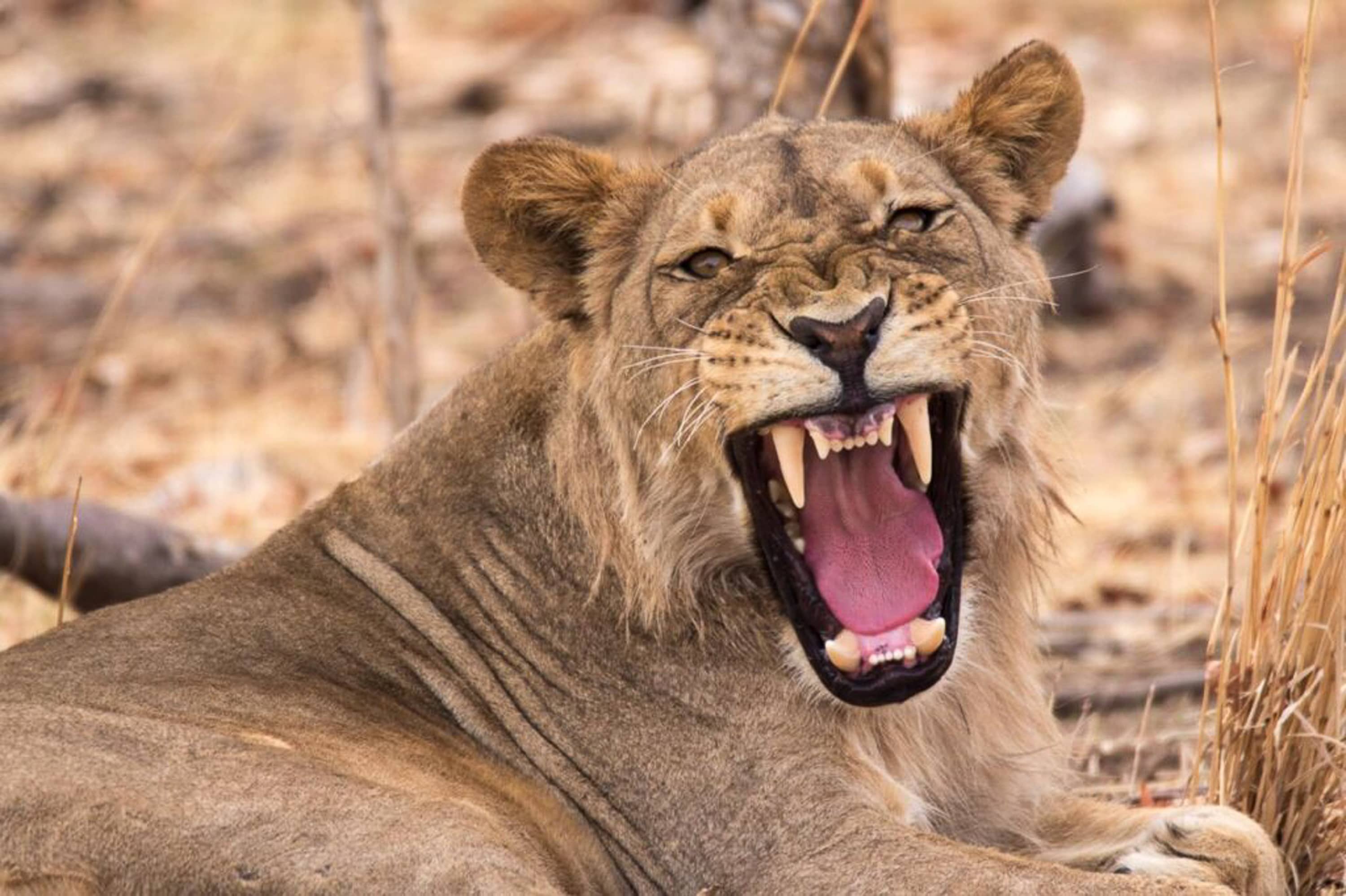The Big Five Above and Below Expedition