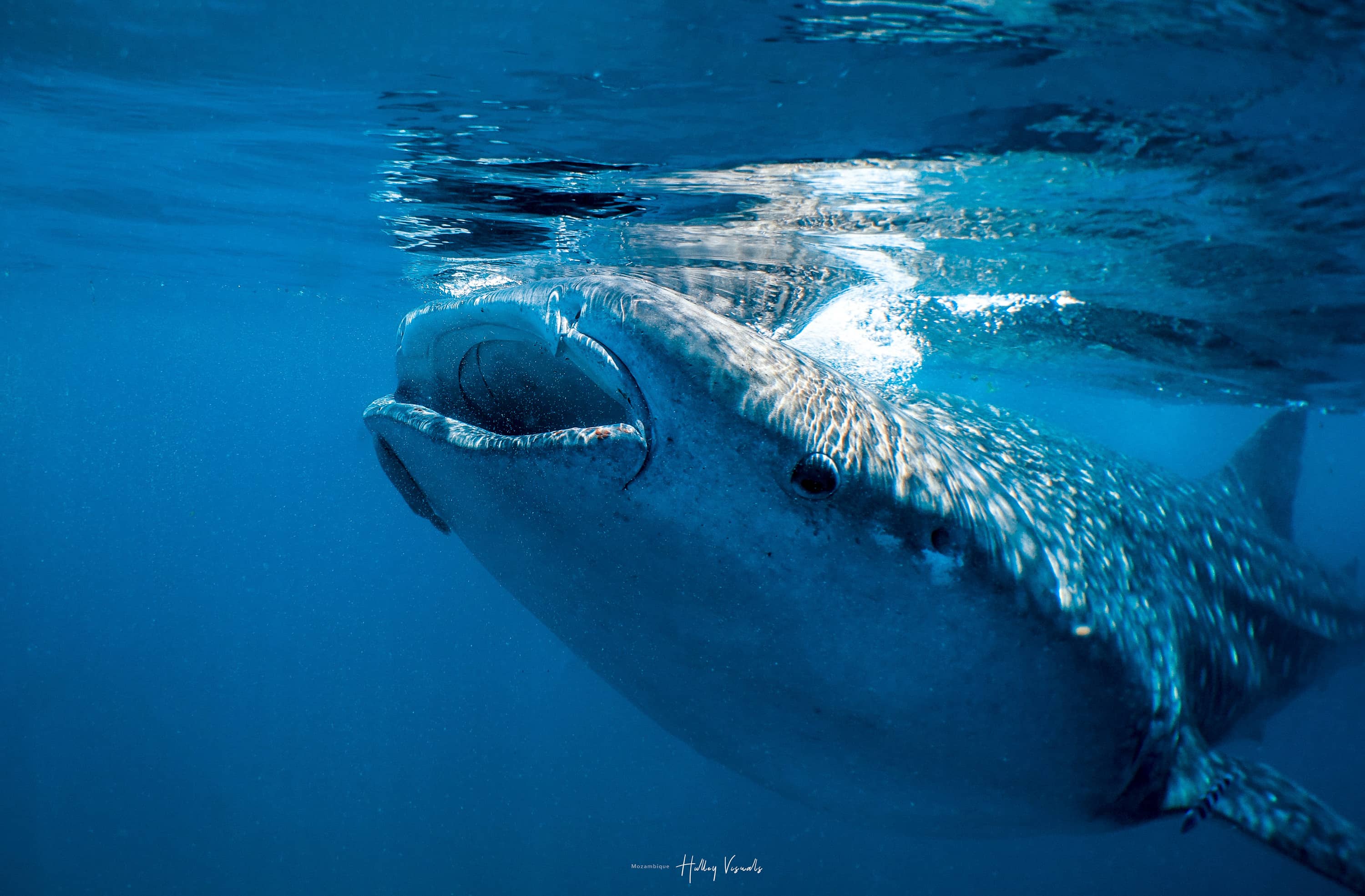 Whale of a Time