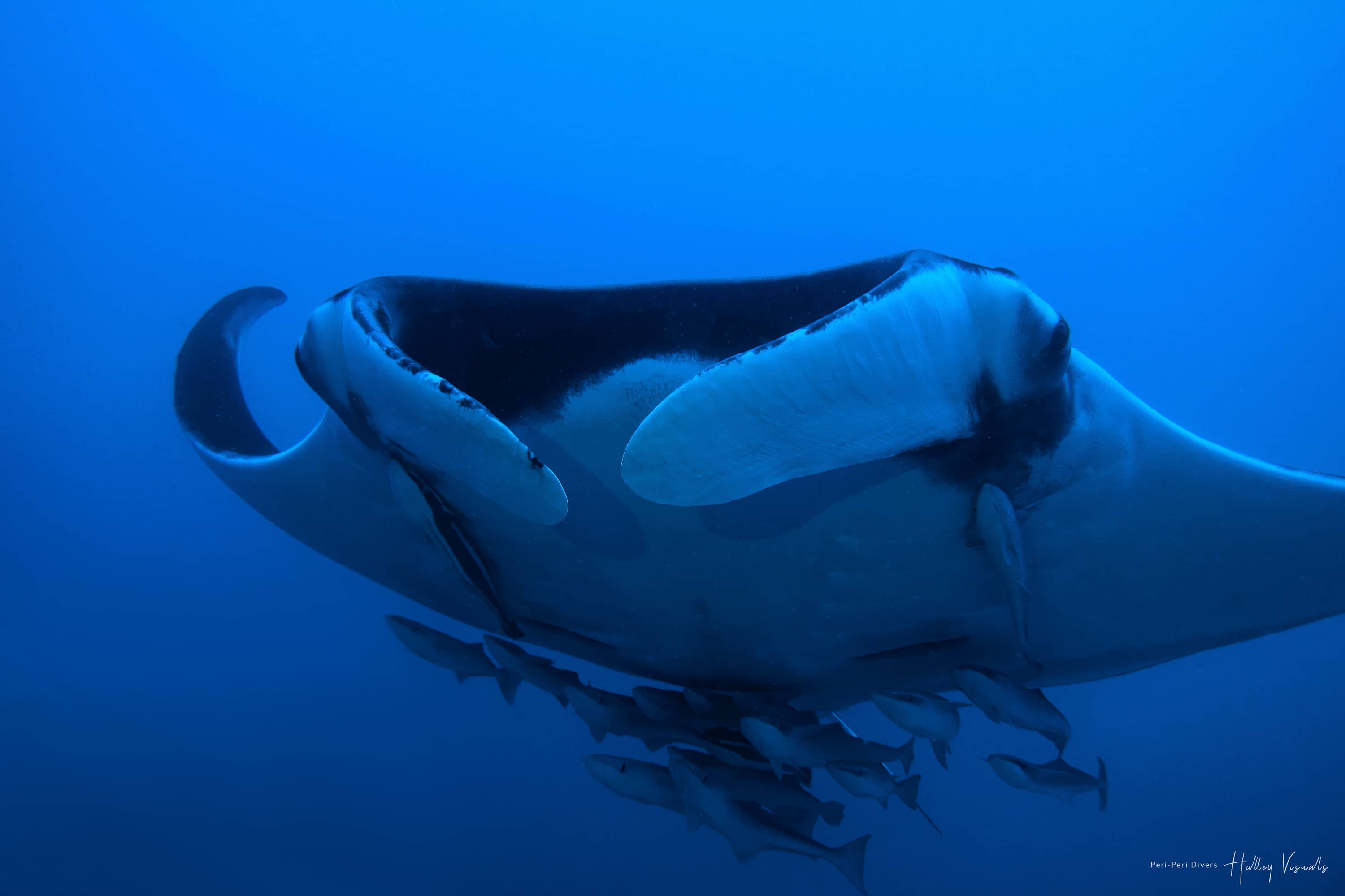Safari Drive & Dive Gallery