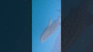 Courting Whalesharks - tofo beach